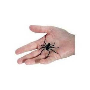 Fake Spider : JOKE SHOP AUSTRALIA